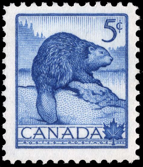 Beaver - Canada Postage Stamp | National Wildlife