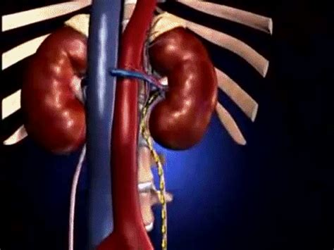 Excretory System Parts And Functions Animation Video For