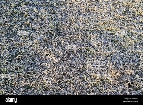 Background of frosted grass. Frost on the grass Stock Photo - Alamy