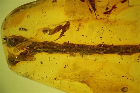 Fossil Thuja Twig (Pinales) & Mite (Acari) In Baltic Amber (#142207 ...