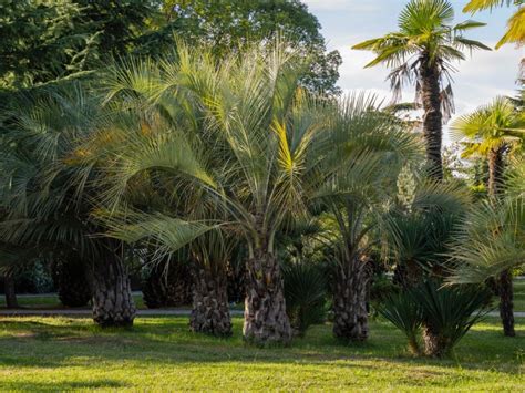 Feeding Pindo Palms: How Much Fertilizer Does A Pindo Palm Need ...