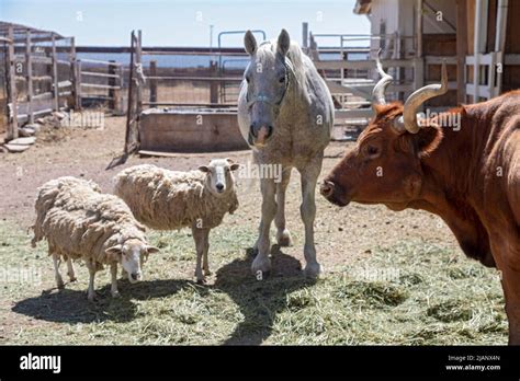 Douglas, Arizona - Farm animals pose for a picture at the Slaughter ...