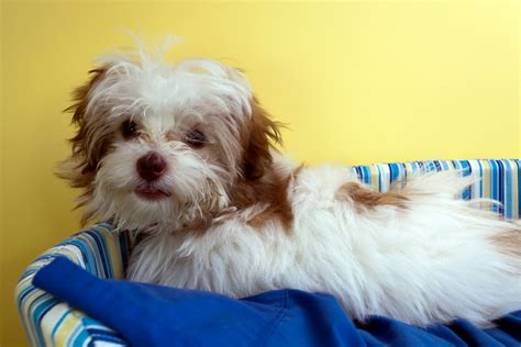 Shih-Poo Mixed Dog Breed Pictures, Characteristics, & Facts