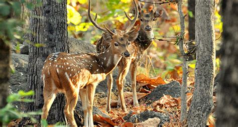 Pench National Park | Pench Tiger Reserve, Madhya Pradesh, India