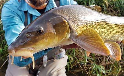 Barbel (Barbus barbus) » Fly Fishing in Poland