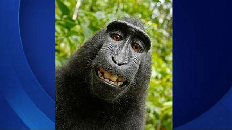 Judge rules on whether monkey can own selfie photos copyright - CBS News