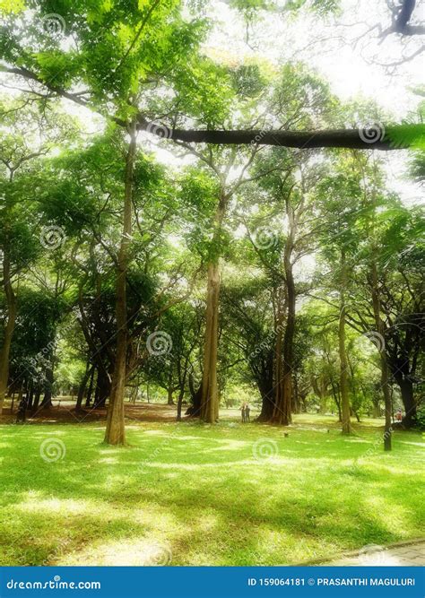 Tree Garden in Cubbon Park at Bangalore Stock Image - Image of ...