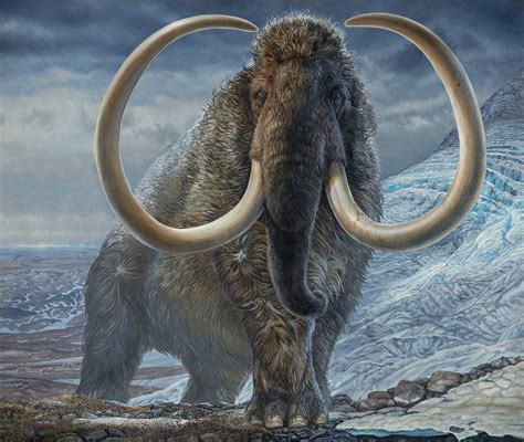 Life-cycle of Alaskan wooly mammoth documented in new analysis of his tusk | Reuters