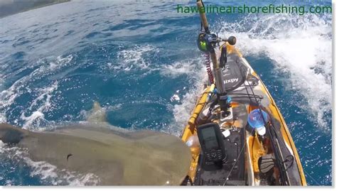 Shark attacks kayak off Hawaii coast in harrowing encounter caught on video — Earth Changes ...