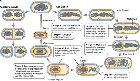 Bacterial Spore: structure, types, sporulation and germination