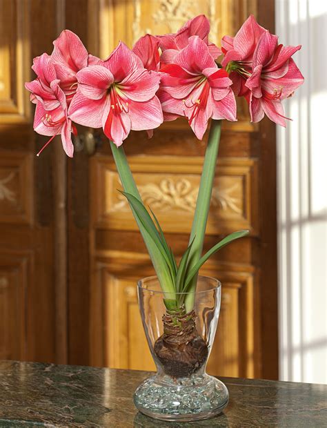 21 Gorgeous Amaryllis Varieties to Grow for a Burst of Winter Color