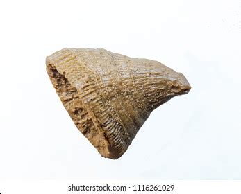 Cretaceous Fossil Anthozoa Aulosmilia Placosmilia Vidali Foto de stock ...