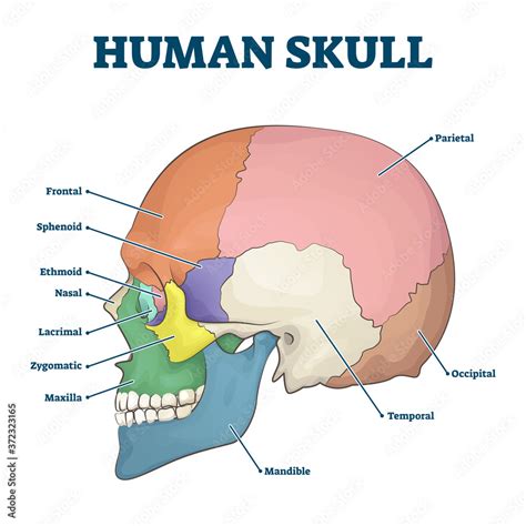 Human skull bones skeleton labeled educational scheme vector ...