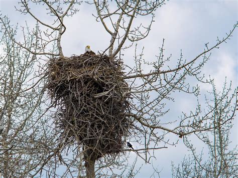 Bald Eagle Nesting (All You Need To Know) | Birdfact