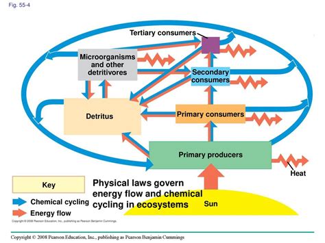 Concept Map Of Energy Flow And Chemical Cycling - Davida Francoise