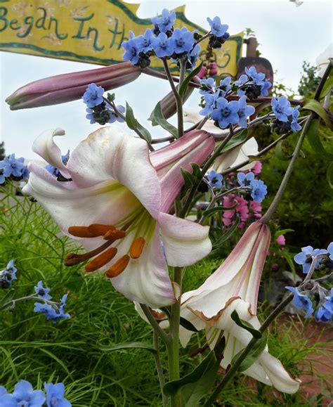 Lilium regale Regal Lily | Flower garden, Garden art, Perennial plants