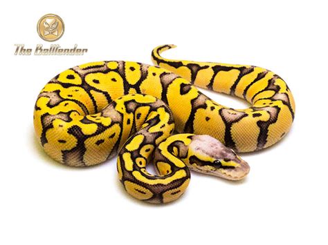 Super Pastel Ball Python: History, Facts, Size, Habitat, Classification & Much More - Animals Name