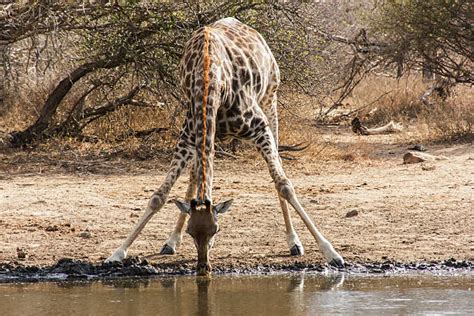 160+ Giraffe Drinking Water Stock Photos, Pictures & Royalty-Free Images - iStock