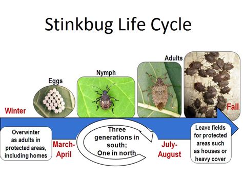 Stinkbugs Control - Budget Pest Control