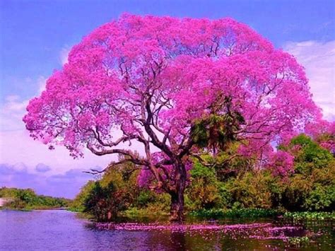 BRAZILIAN TREE NAME ÌPE `ROSA | Nature tree, Flowering trees, Beautiful nature