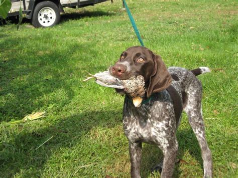 German shorthaired pointer hunting - My Doggy Rocks