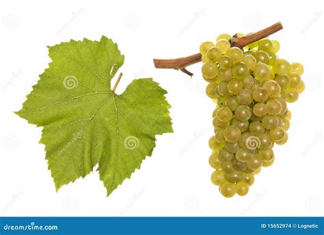 Chardonnay Stock Images - Image: 15652974