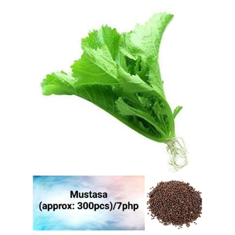 Mustasa Seeds (approx: 300pcs) | Shopee Philippines