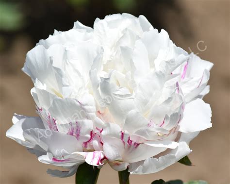 The Eskimo Pie Peony | Adelman Peony Gardens