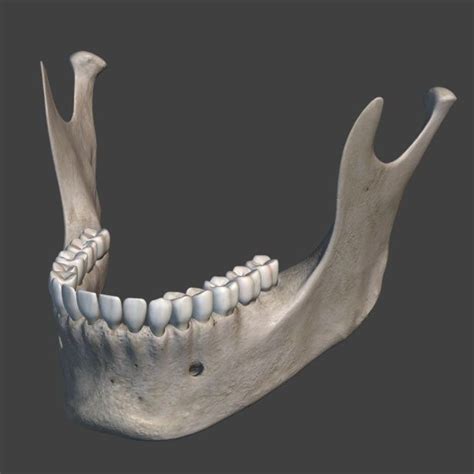 The mandible, or the lower jaw, is the largest and the strongest bone ...