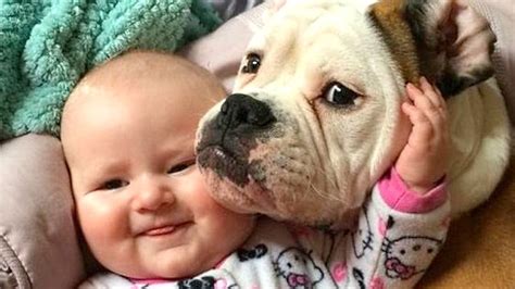 20 Tips for Introducing Babies to Dogs