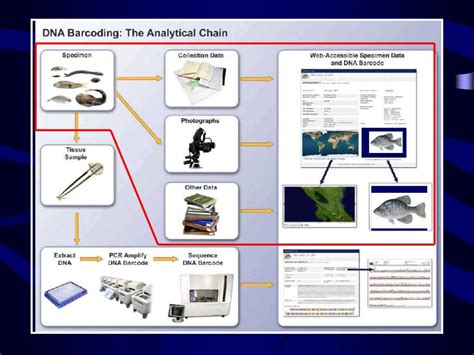 DNA BarcodING IN ANIMALS