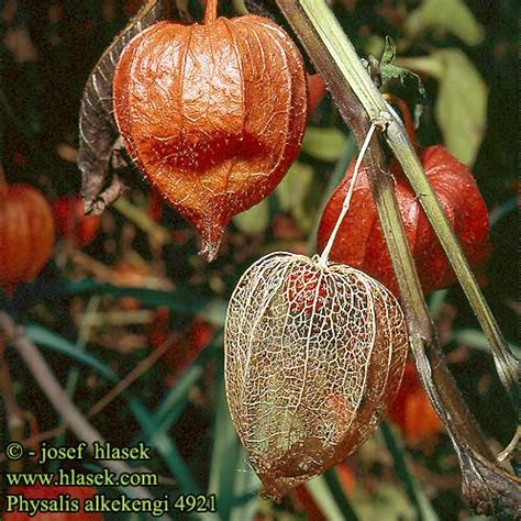 Physalis alkekengi Machovka čerešňová Lampionblume Alkékenge