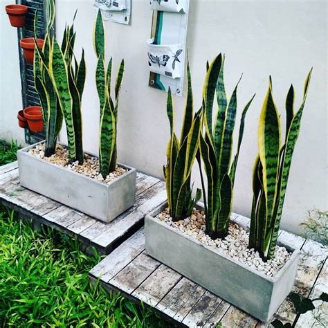 Sansevieria Trifasciata «Lengua De Suegra | Espada De San Succulent Garden Diy Indoor, Plant ...