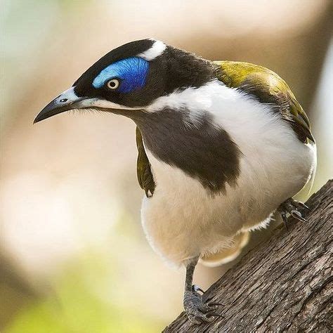 57 Best Australian Birds images | Australian birds, Birds, Beautiful birds