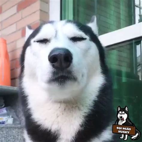 Meme husky