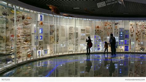 People Visitors Visiting Natural History Science Museum Exhibition Tokyo Japan Stock video ...