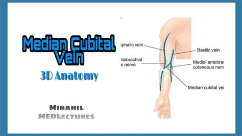 Median Cubital vein | 3D anatomy - YouTube