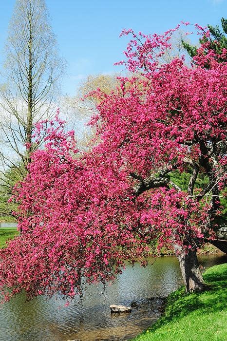 flowering trees native to ohio - Corrine Fairbanks