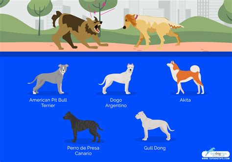 Top 20 Aggressive Dog Breeds | peacecommission.kdsg.gov.ng