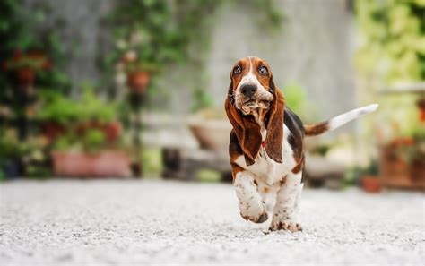 Premium Photo | Funny basset hound dog running in the yard