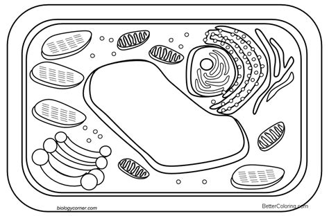 Hudtopics: Animal Cell Diagram Coloring Page