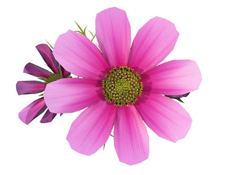 Cosmos flower clipart 20 free Cliparts | Download images on Clipground 2024