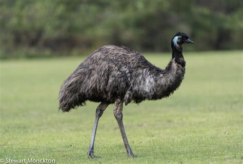 Paying Ready Attention - Photo Gallery: Wild Bird Wednesday 211 - Emu