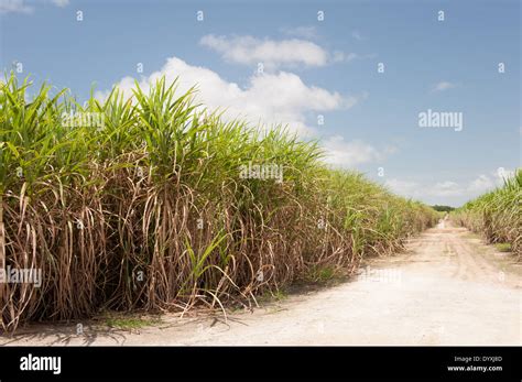 Sugar cane plantation brazil hi-res stock photography and images - Alamy