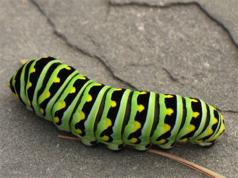 Green striped caterpillar | it just occurred to me, doesn't … | Flickr