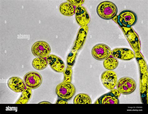 Candida albicans electron microscope hi-res stock photography and images - Alamy