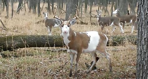 VIDEO: Herd of Beautiful and Rare Piebald Deer Sighted