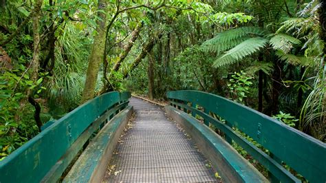 Waipoua Forest, NZ holiday accommodation from AU$ 143/night | Stayz