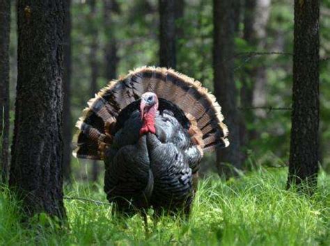 Today's domestic turkeys are genetically distinct from wild ancestors, researchers find