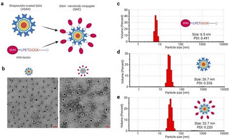 Size characterization of quantum dot-nanobody conjugate. a: Simplified ...